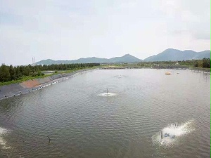 浅要分析氨氮毒理！！！